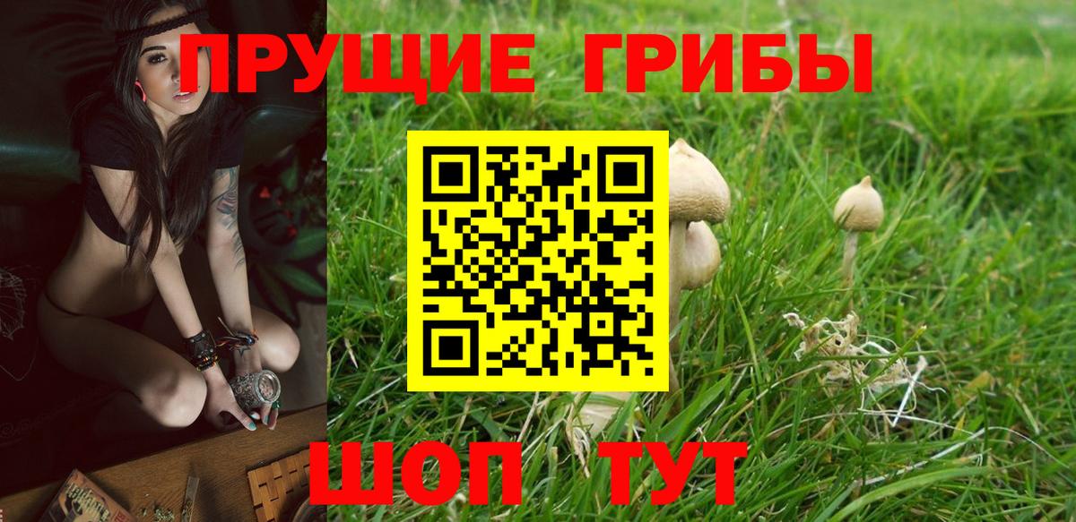Галлюциногенные грибы Psilocybine cubensis Назрань